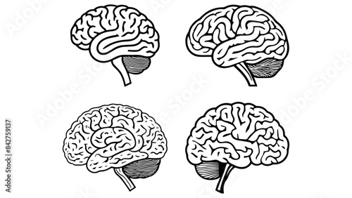illustration of brains in vector, black and white shapes of brain in vector