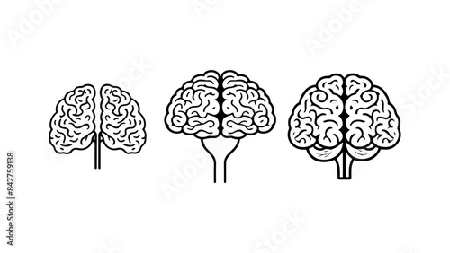 brain illustration from front in vector, front view of cartoon brain in vector
