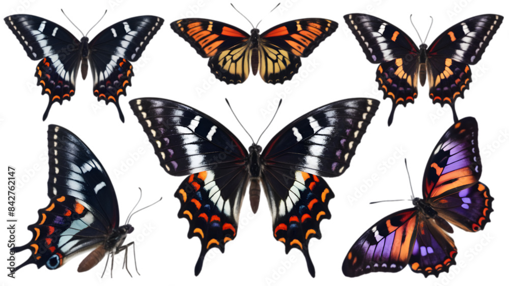 Black & Purple Butterflies in Various Shots and Views - Isolated on ...