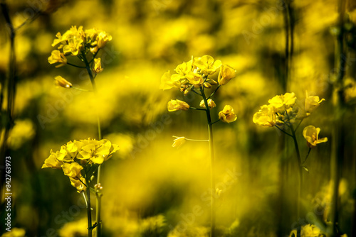 Yellow rapeseed field. Rapeseed flowering.