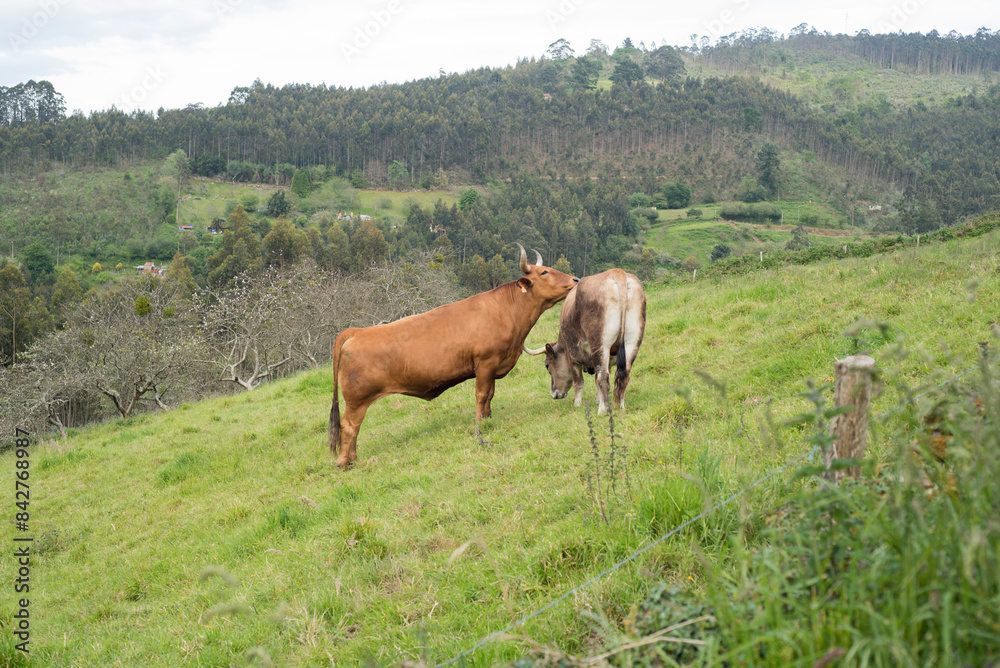 Vaca lamiendo el lomo de otra vaca en ladera de monte Vaca lamiendo el lomo de otra vaca en ladera de monte