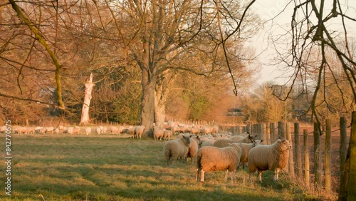 4K video clip sheep and baby lambs grazing in a field on a farm at sunset or sunrise