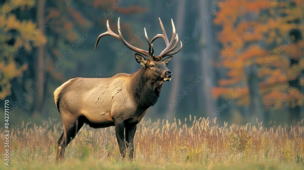 Elk Elk