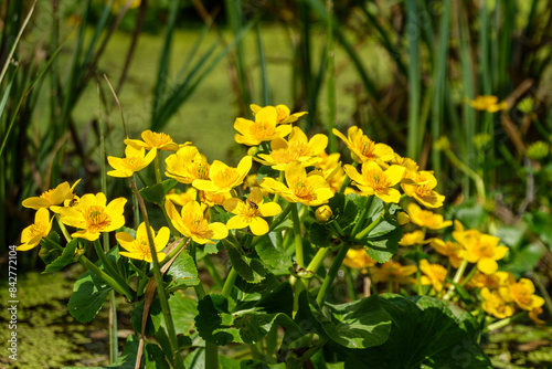 Marsh-marigold or kingcup (Caltha palustris) swamp flowers