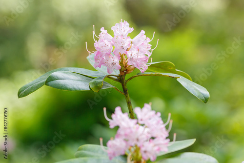 Rhododendron cinnabarinum Hook is blossoming in garden photo