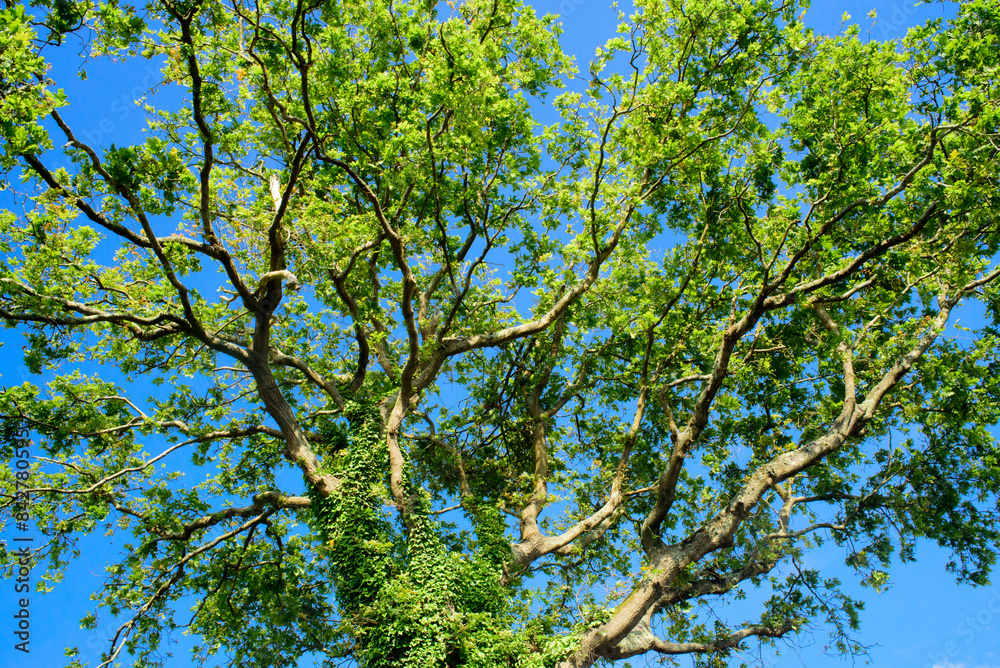 Fototapeta premium Hojas verdes en ramas de árbol
