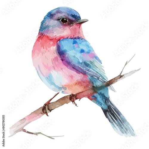 Watercolor vector of a Sugarbird (bluebird), isolated on a white background, design art, drawing clipart, Illustration painting, Graphic logo, Sugarbird vector  photo