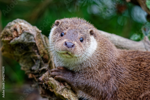 Foto Portrait eines neugierigen Fischotter (Lutra lutra) blickt direkt in die Kamera