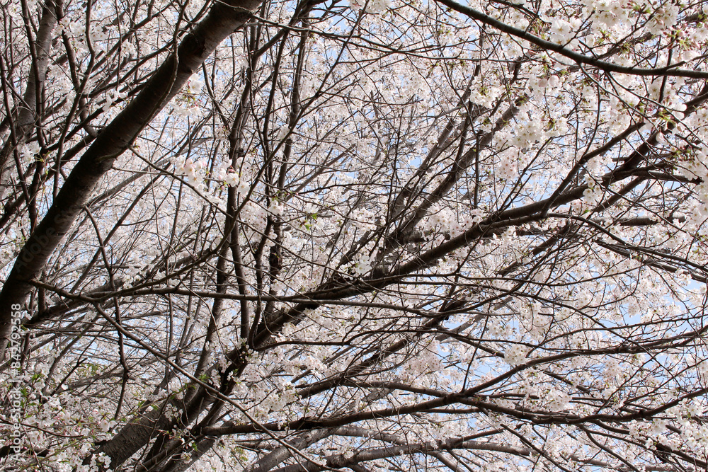 Multiple branches of cherry trees with blossoms in full bloom background Multiple branches of cherry trees with blossoms in full bloom background