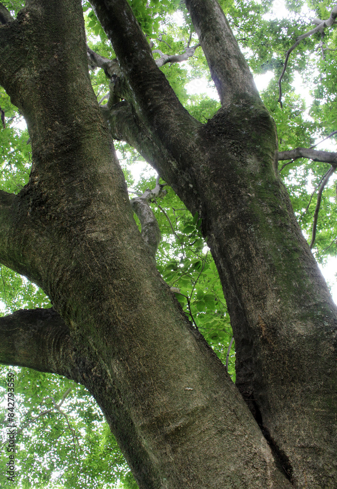 Fototapeta premium Look up at an old tree with fresh green leaves in early summer. Big tree with fresh foliage background.
