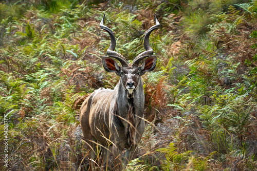 Beautiful view of a male kudu
