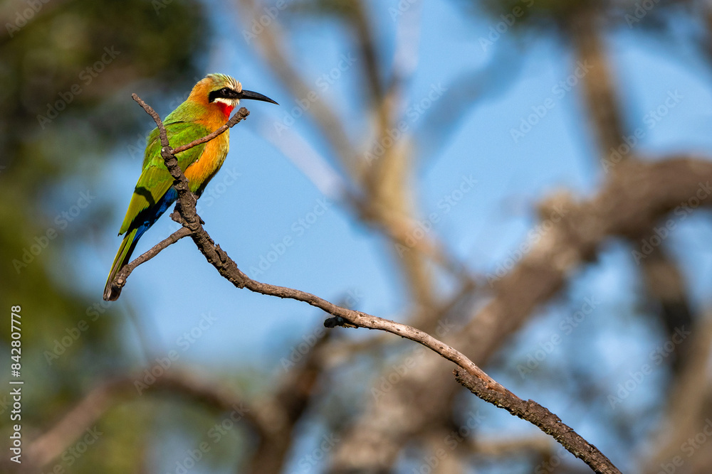 Bee eater resting on a branch Bee eater resting on a branch