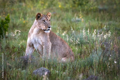 Lioness in beautiful nature of Africa