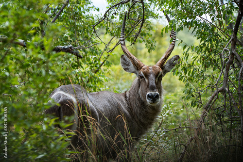 Male kudu in beautiful nature of Africa