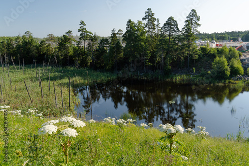 Giant Hogweed plants in a hill in front of a lake photo