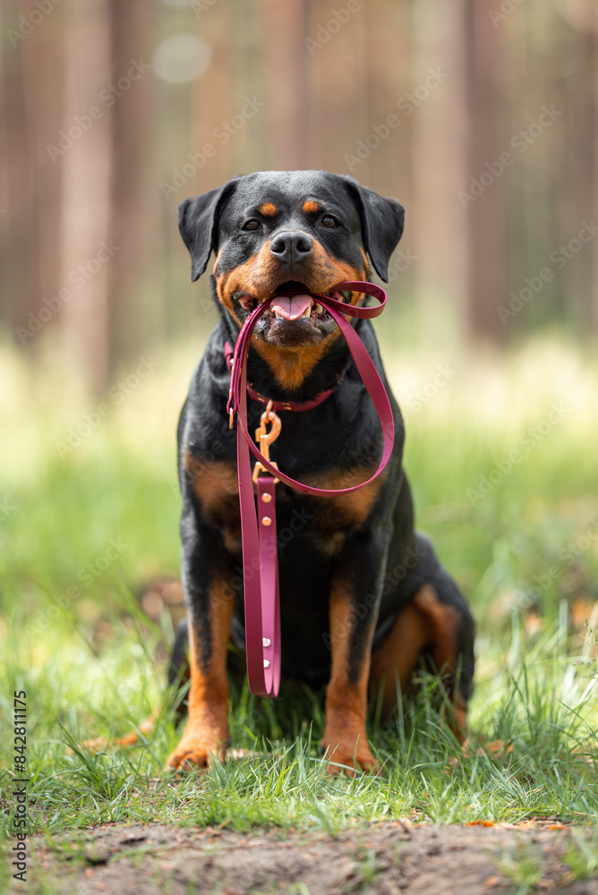 Cute black and tan Rottweiler in a pink collar, holding a pink leash in his mouth, waiting for a walk with the owner, on the green blurred background in the forest outdoor. Close up pet portrait in hi