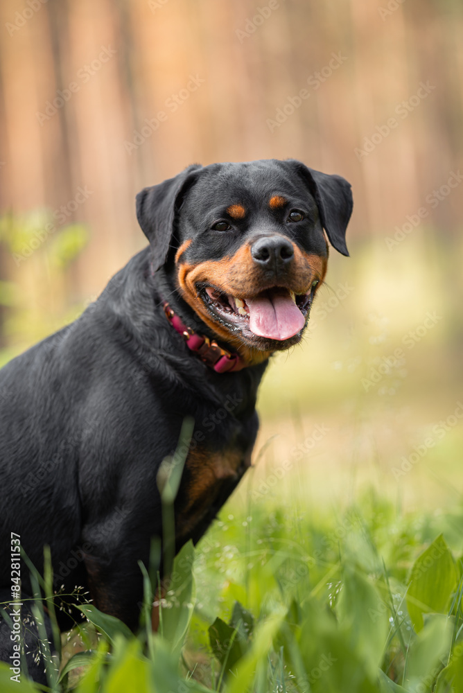 Cute black and tan Rottweiler head portrait with pink collar, on the green blurred background in the forest outdoor. Close up pet portrait in high quality. Cute black and tan Rottweiler head portrait with pink collar, on the green blurred background in the forest outdoor. Close up pet portrait in high quality.
