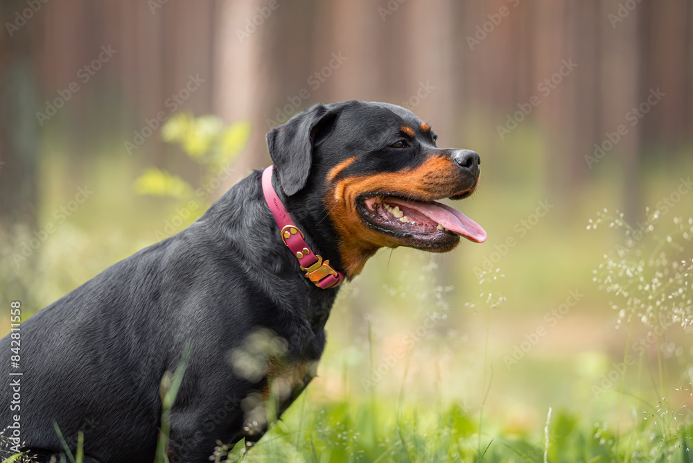 Cute black and tan Rottweiler head portrait with pink collar, on the green blurred background in the forest outdoor. Close up pet portrait in high quality. Cute black and tan Rottweiler head portrait with pink collar, on the green blurred background in the forest outdoor. Close up pet portrait in high quality.