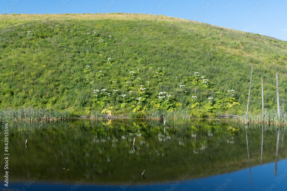 Obraz premium Giant Hogweed plants in a hill in front of a lake