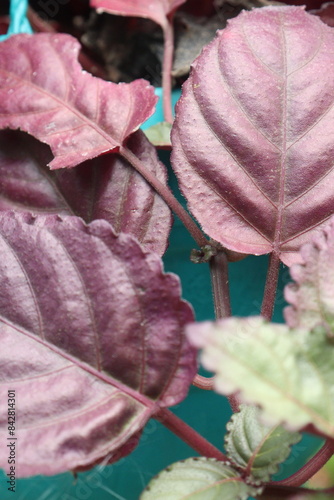 Strobilanthes alternata plant on hanging pot photo