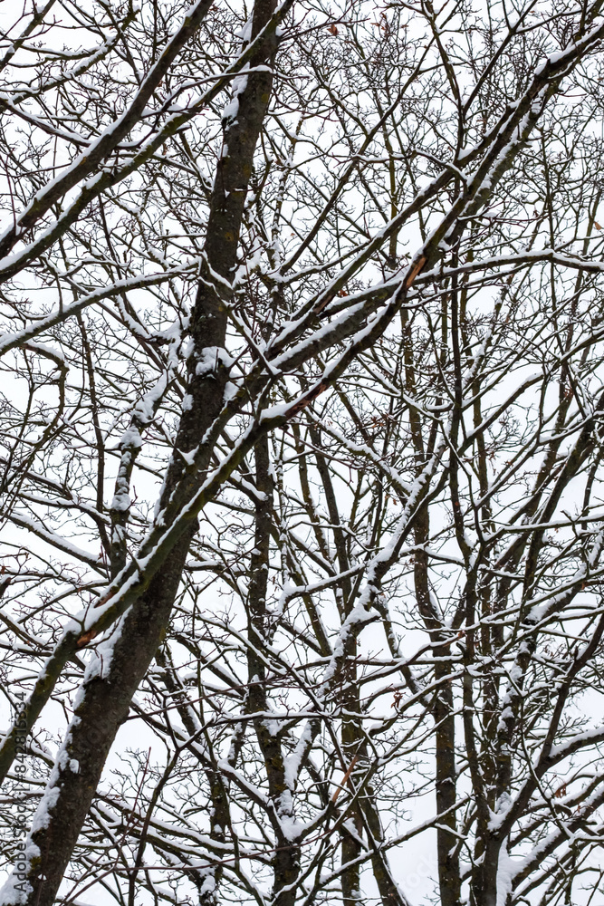 A serene snowy forest with snowcovered trees under a white sky A serene snowy forest with snowcovered trees under a white sky