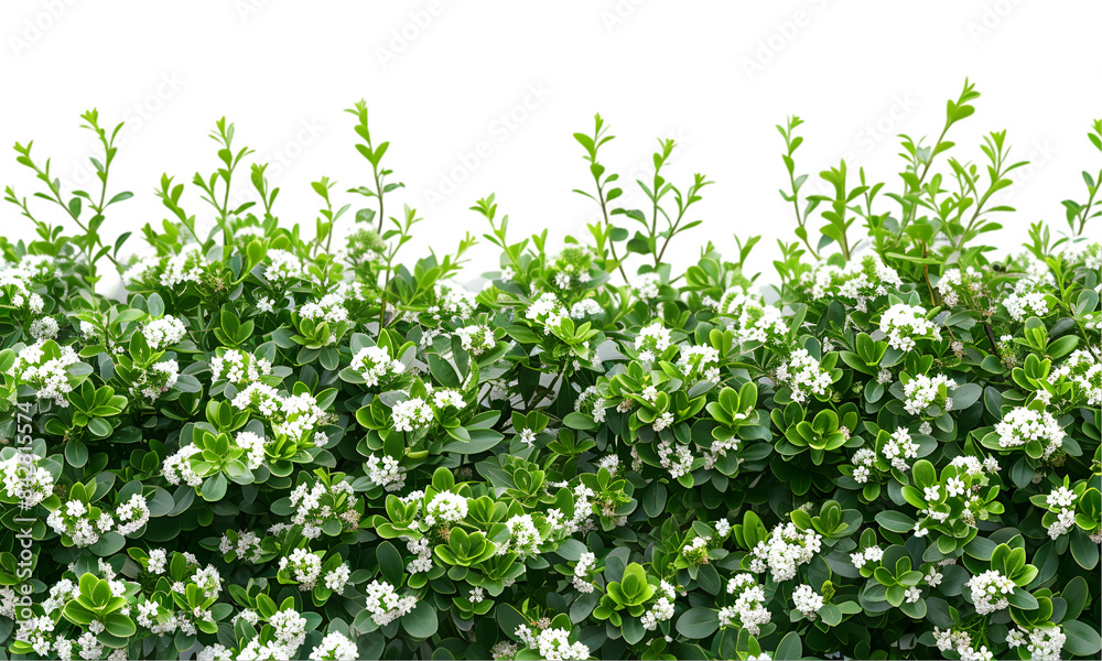 Vibrant Green Foliage, Evergreen bush Ideal for Garden Landscaping on transparent background Vibrant Green Foliage, Evergreen bush Ideal for Garden Landscaping on transparent background