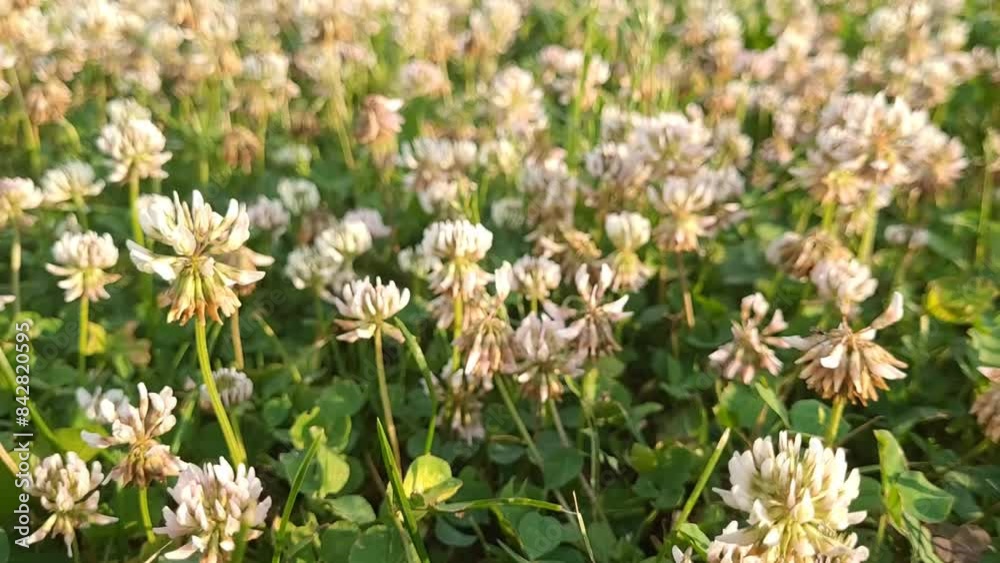 White clover flowers and grass field and morning summer sun White clover flowers and grass field and morning summer sun