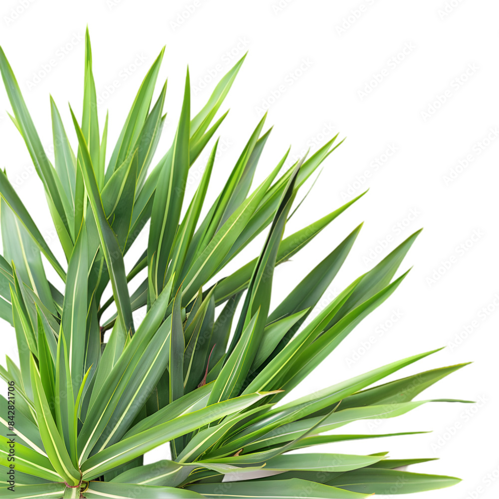Fototapeta premium Yucca plant Lush green houseplant for indoor decor, on transparent background
