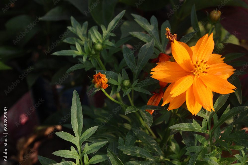 Sulfur cosmos flower plant on farm Sulfur cosmos flower plant on farm