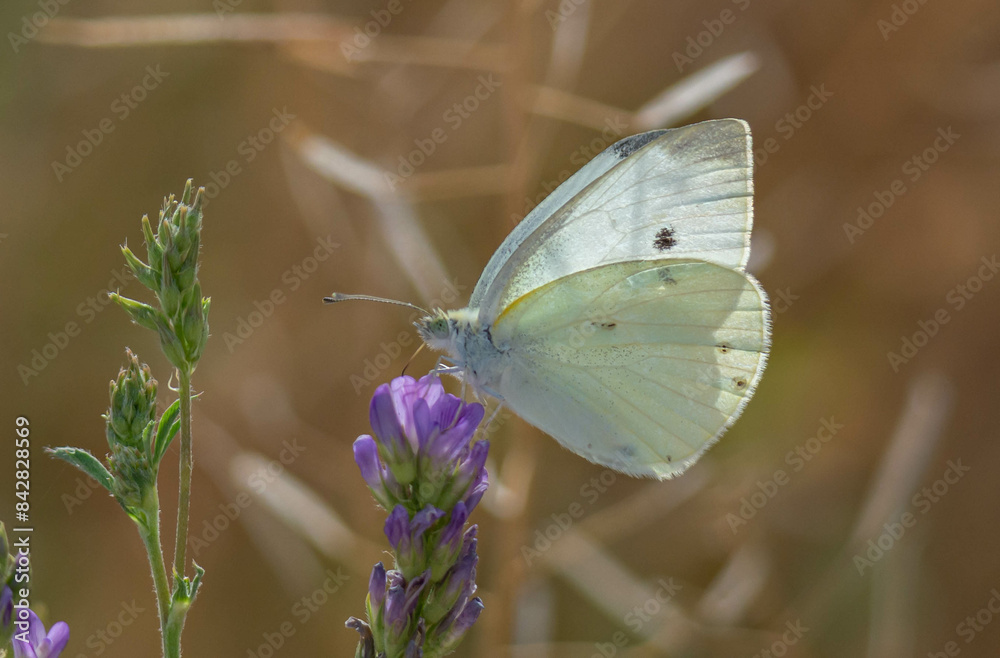 mariposa mariposa
