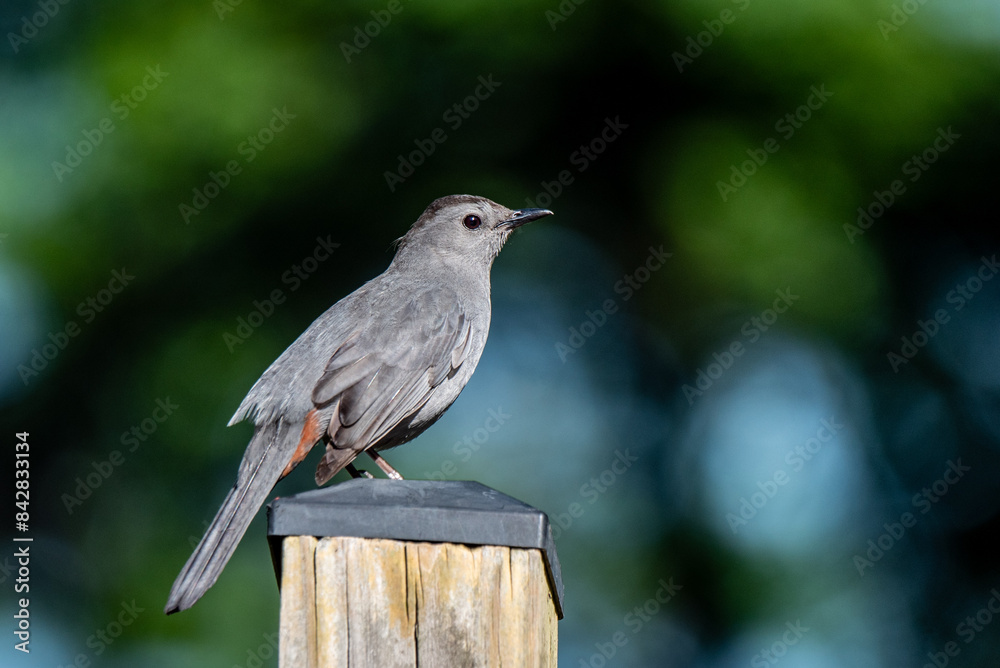Gray Catbird in Damascus Maryland trying to divert attention away from its nest Gray Catbird in Damascus Maryland trying to divert attention away from its nest