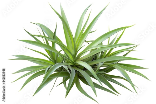 Plant isolated on white background with path for clipping. Generative Ai