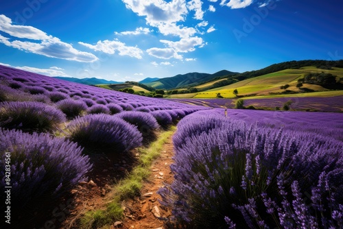 Purple hill covered with flower lavender fields., generative IA