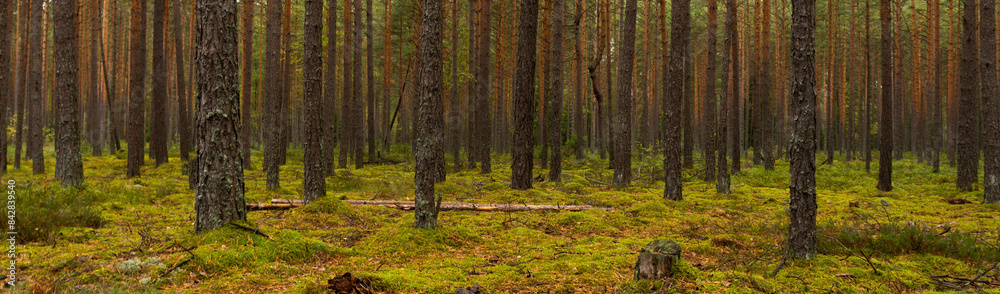 September mossy pine green deep forest with hummocks. widescreen panoramic side view 15x5. vibrant colors September mossy pine green deep forest with hummocks. widescreen panoramic side view 15x5. vibrant colors