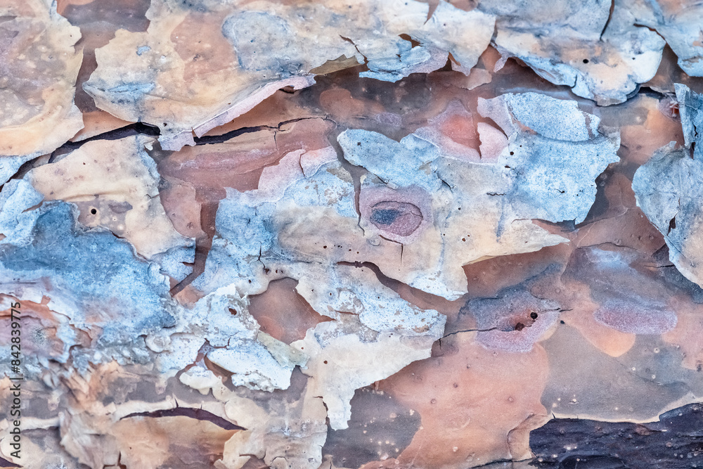 Fototapeta premium Close up view of seamless texture of tree bark.