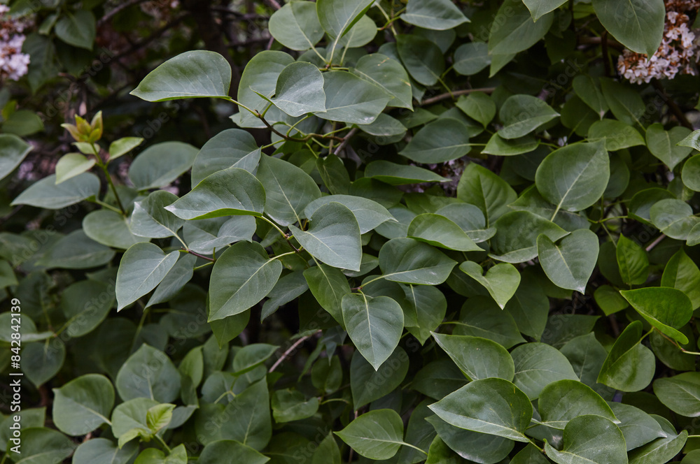 Fototapeta premium Beautiful green lilac leaves on branch. Fresh spring background on nature outdoors
