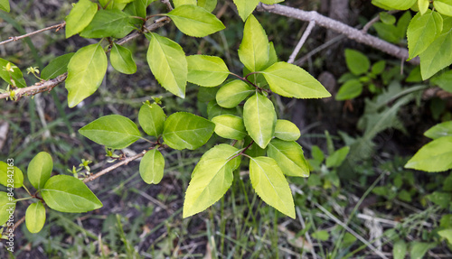 Wallpaper Mural Forsythia branch with green leaves on a sunny day. Forsythia bush in spring Torontodigital.ca