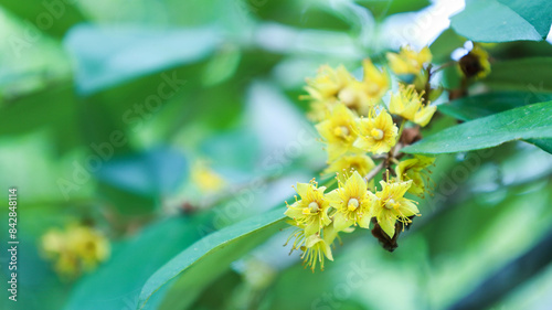 Yellow star flower. Yellow flowers of Schoutenia glomerata king subsp. bloom on the tree of King Rama X of Thailand on a background of blurred green leaves. Selective focus photo