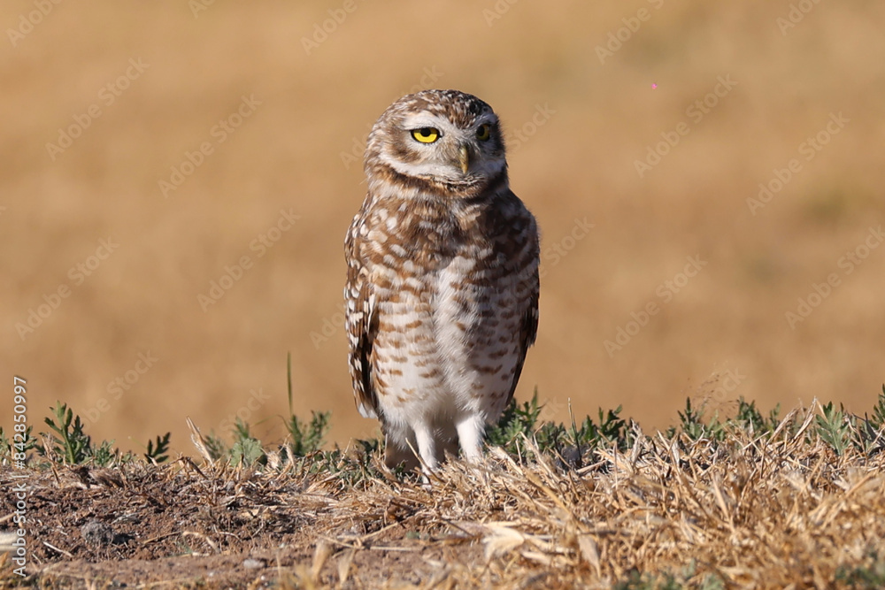 Viscachero owl. Owl. Pampas owl. cunicular athena. Small yellow-eyed owl that lives in Latin America. Barn Owl Close-up of barn owl standing at the side of its cave. Brown-feathered nocturnal bird.
Viscachero owl. Owl. Pampas owl. cunicular athena. Small yellow-eyed owl that lives in Latin America. Barn Owl Close-up of barn owl standing at the side of its cave. Brown-feathered nocturnal bird.