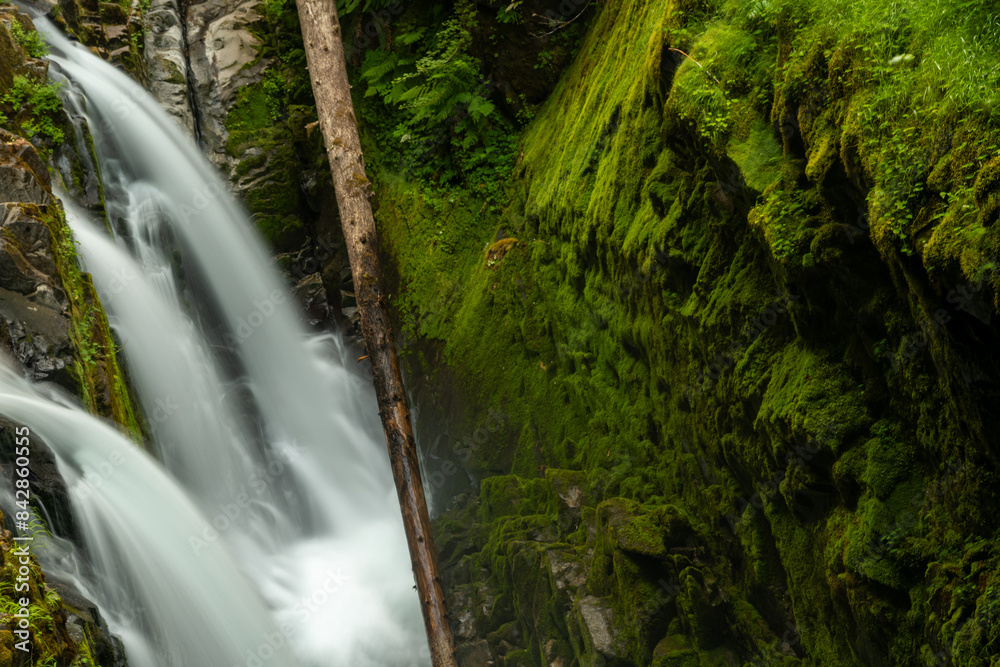 Naklejka premium Fallen Tree Trunk Divides The Sol Duc Falls And The Tall Moss Covered Wall