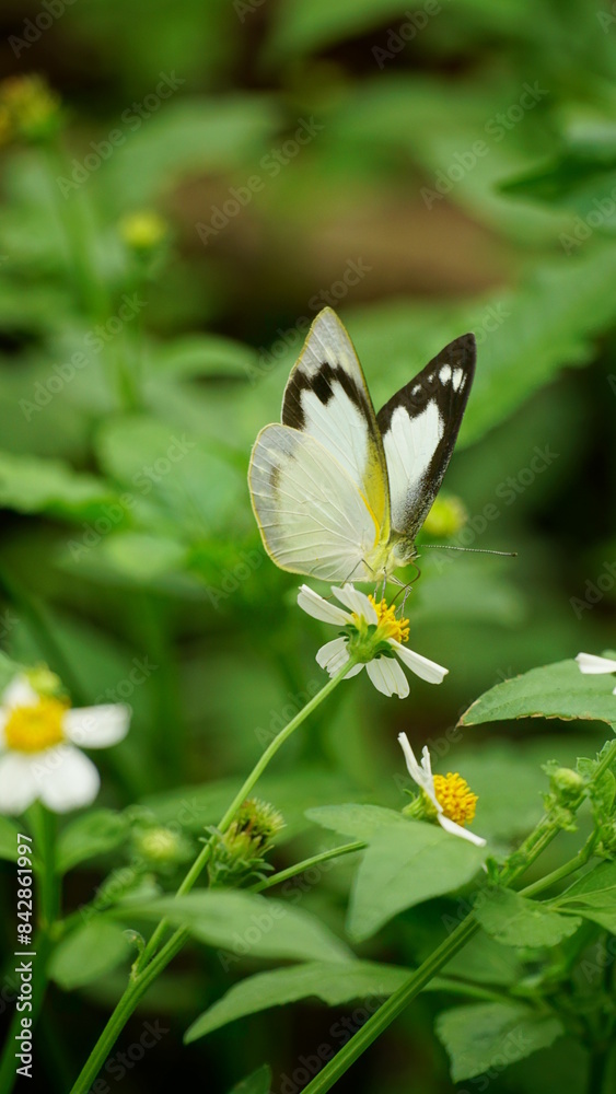 Close-up of Appias butterfly sucking nectar from flowers Close-up of Appias butterfly sucking nectar from flowers
