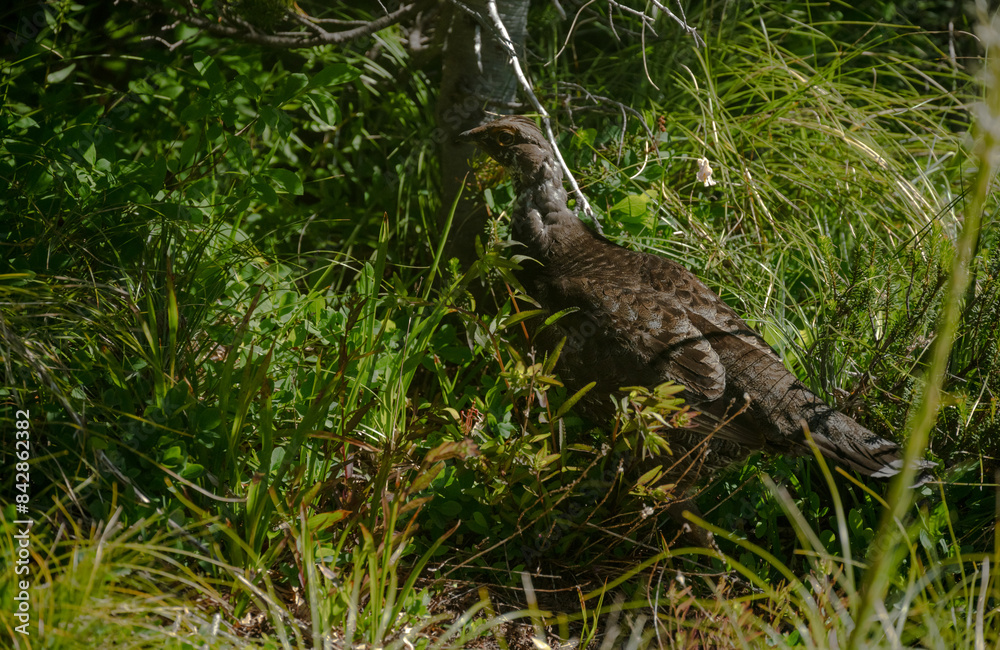 Fototapeta premium Grouse Sneaks Through Brush in Mount Rainier Forest