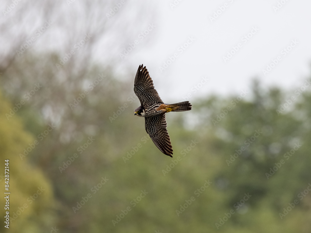 Fototapeta premium Hobby in flight