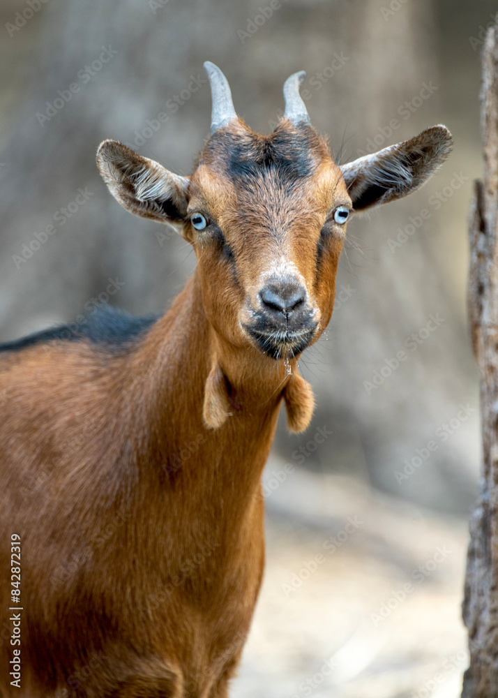 A small baby brown goat on a farm. A small baby brown goat on a farm.