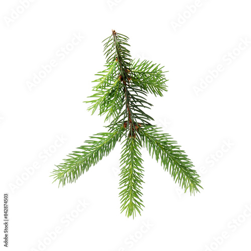 Green pine tree branch isolated on white