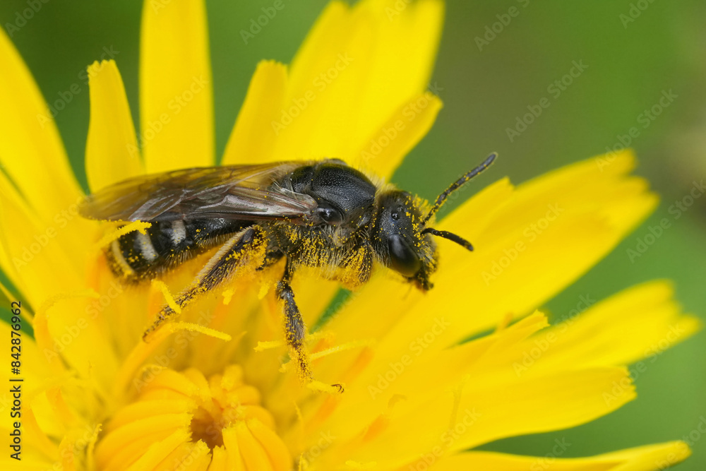 Closeup on a dark colored female Belgian furrow bee, Lasioglossum species on a yellow Hieracium flower Closeup on a dark colored female Belgian furrow bee, Lasioglossum species on a yellow Hieracium flower