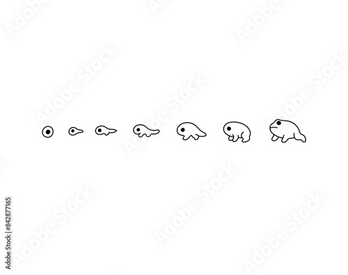 Vector isolated life cycle of a frog from an egg to a tadpole and frog evolution metamorphoses colorless black and white contour line easy drawing