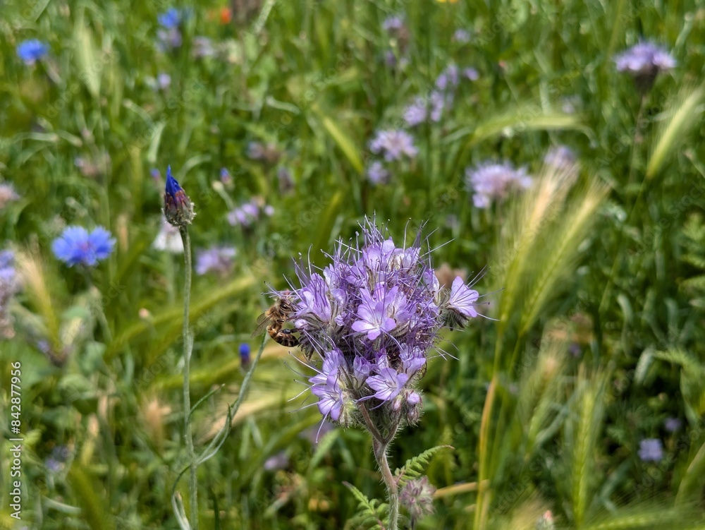 Flowers of phacelia tanacetifolia (aka Fiddleneck, Scorpion Weed, Purple Tansy or Lacy Phacelia) with a bee on its side Flowers of phacelia tanacetifolia (aka Fiddleneck, Scorpion Weed, Purple Tansy or Lacy Phacelia) with a bee on its side