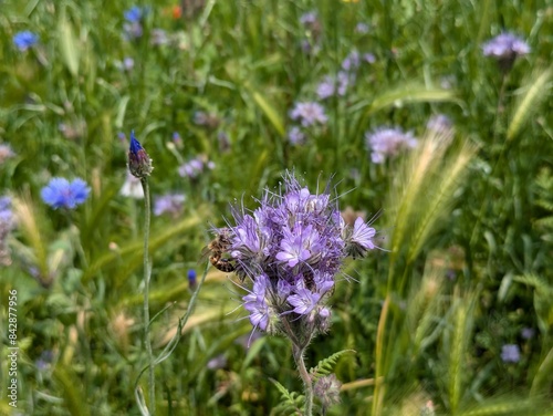 Flowers of phacelia tanacetifolia  aka Fiddleneck  Scorpion Weed  Purple Tansy or Lacy Phacelia  with a bee on its side