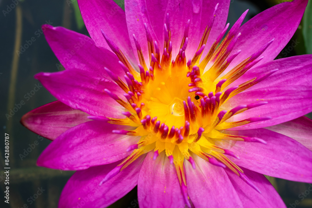 Obraz premium Close-up photo of lotus flower